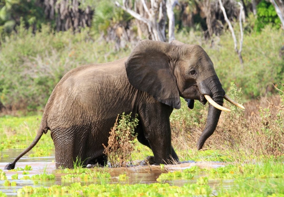 holidaytrips selous game reserve