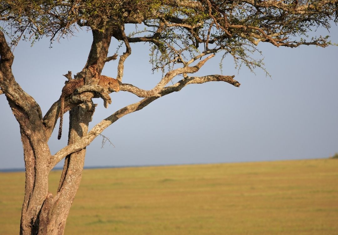 holidaytrips serengeti(1)