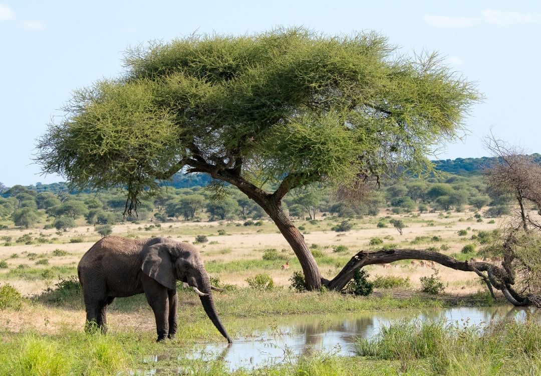 holidaytrips elephant