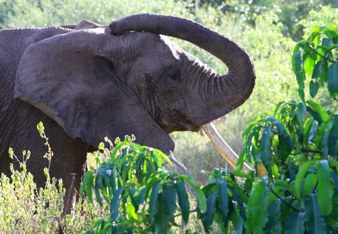 holidaytrips elephant