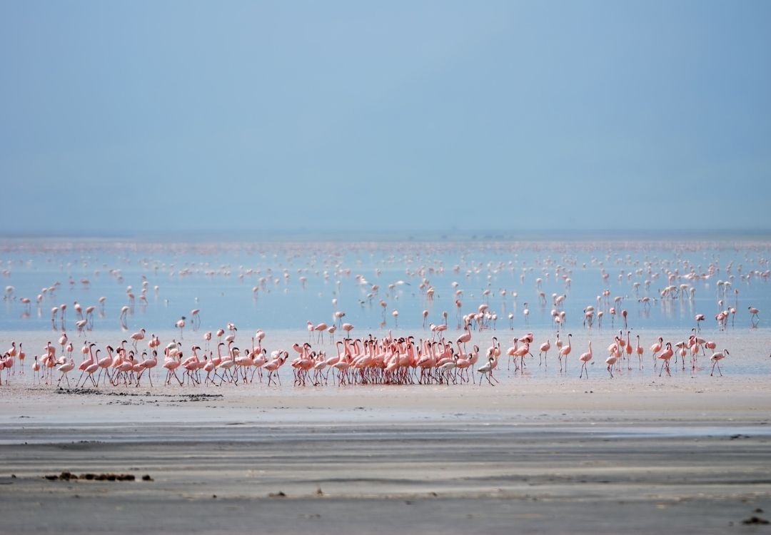 holidaytrips lake manyara