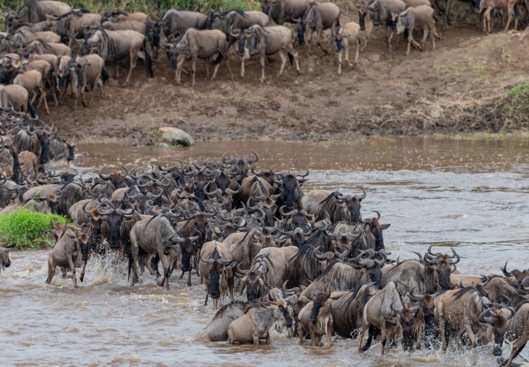 holidaytrips migration
