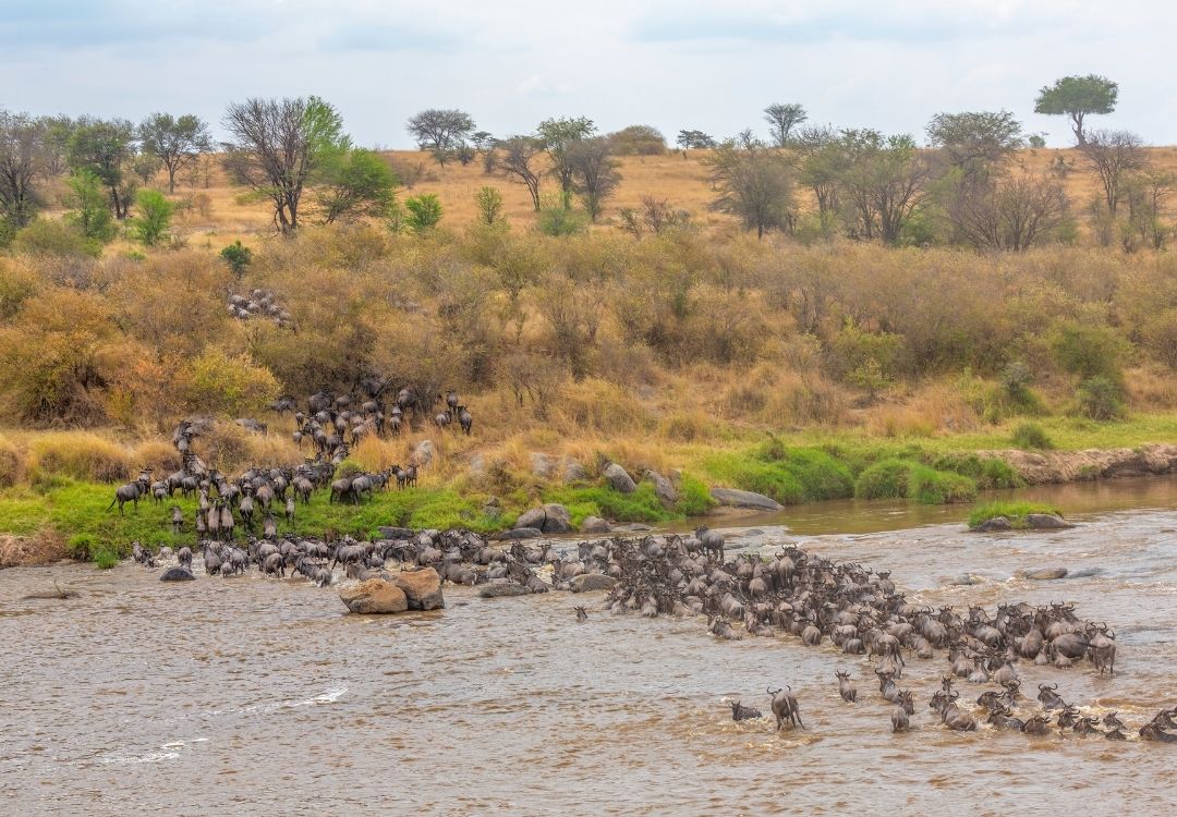 holidaytrips migration(1)