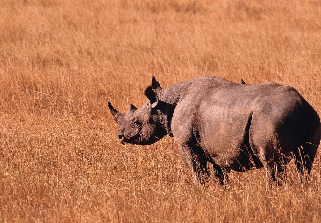 holidaytrips rhino