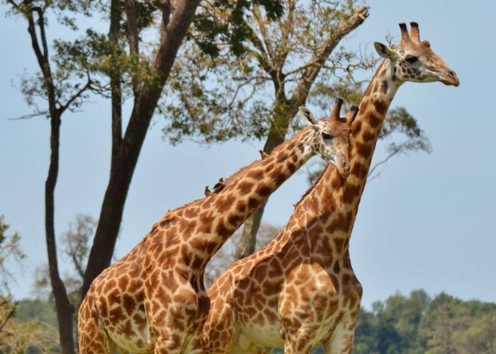 serengeti national park giraffe